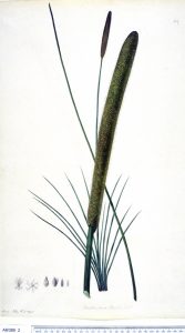 Xanthorrhoea drawing by Sydney Parkinson, resulting from the 1770 HMS Endeavour voyage
