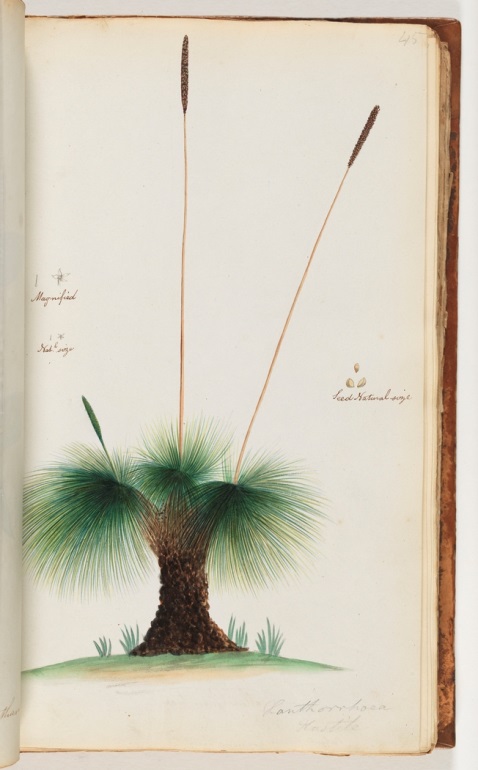 Xanthorrhoea drawing