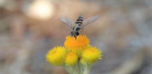 Ecobits Australia newsletter: Chrysocephalum apiculatum