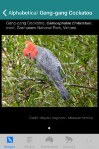 Field Guide to Australian Capital Territory Fauna app, Gang Gang