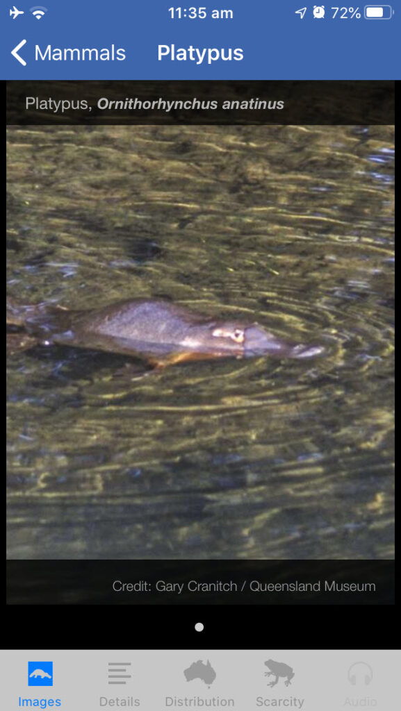 Field Guide to New South Wales Fauna app, Platypus