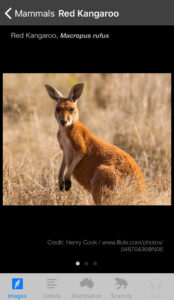 Field Guide to the Northern Territory Fauna app, Red Kangaroo