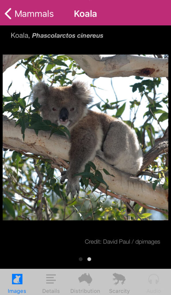 Field Guide to Queensland Fauna app, Koala