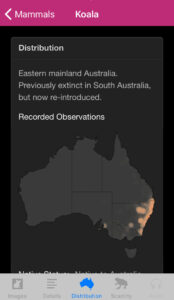 Field Guide to Queensland Fauna app, Koala