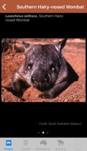 Field Guide to South Australian Fauna app, Hairy-nosed Wombat