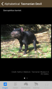 Field Guide to Tasmanian Fauna app, Tasmanian Devil