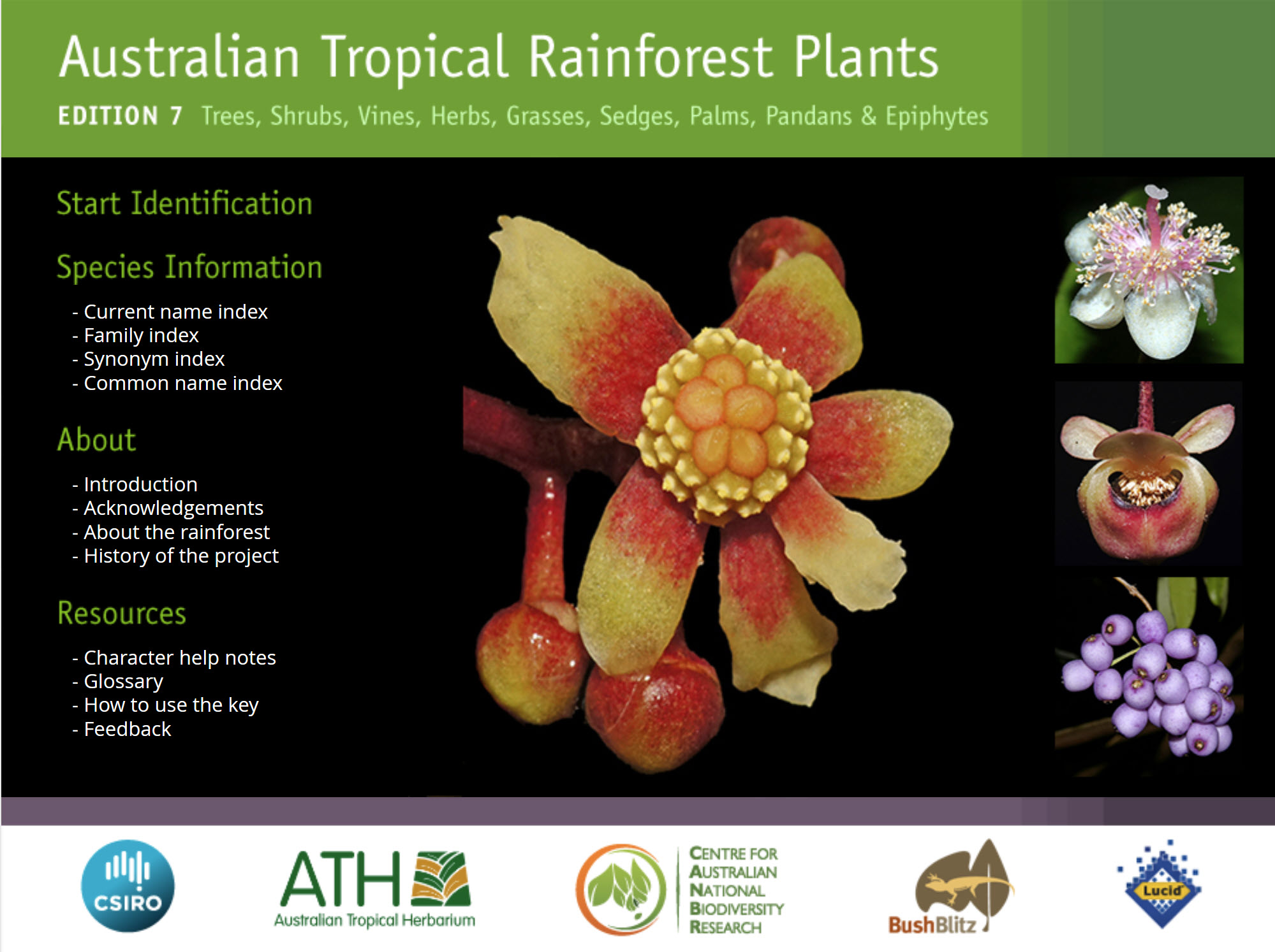 Australian Tropical Rainforest Plants website - Ecobits Australia