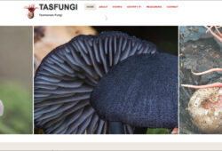 Tasfungi website