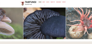 Tasfungi website