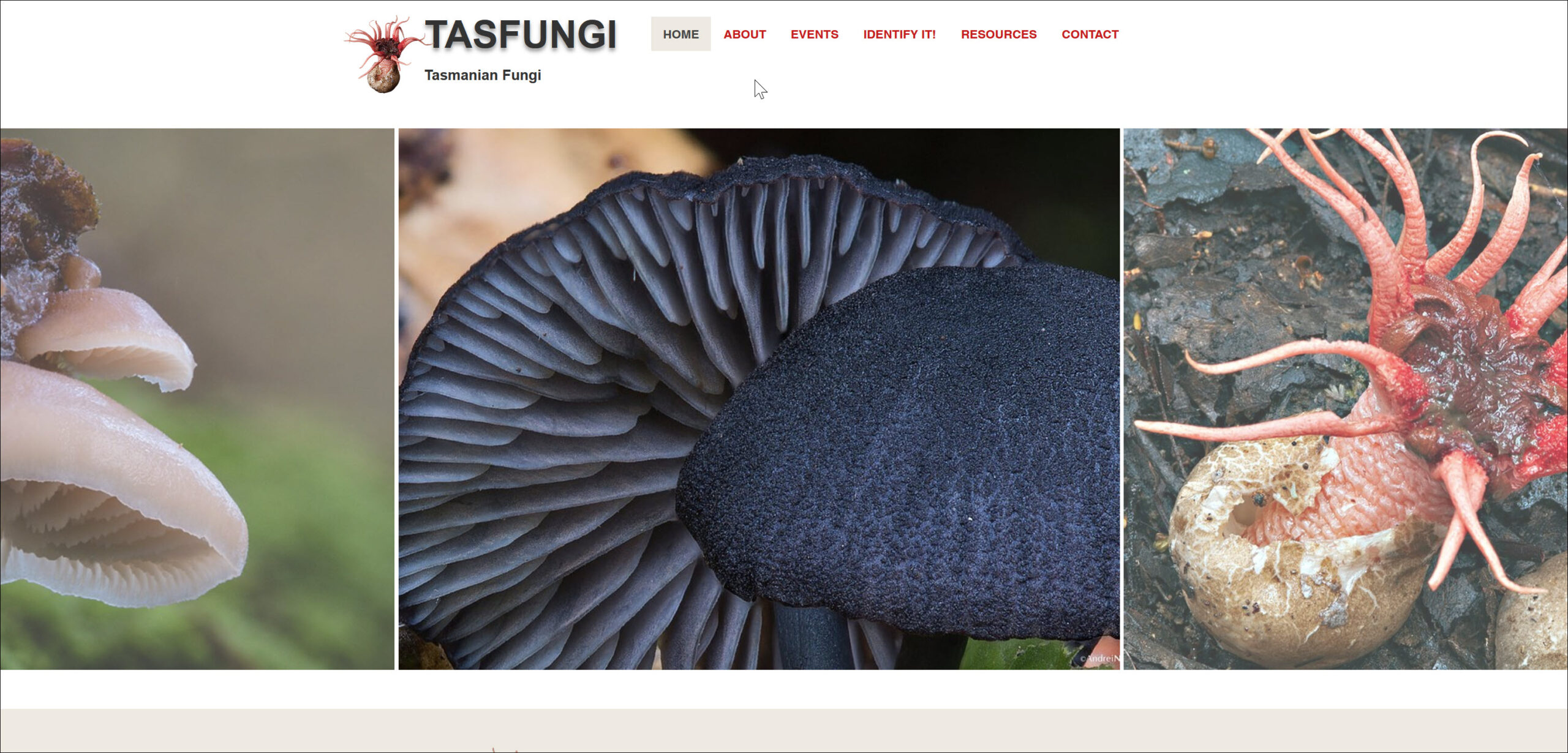 Tasfungi website Book Cover