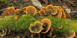 Resources on Australian fungi