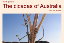 The cicadas of Australia