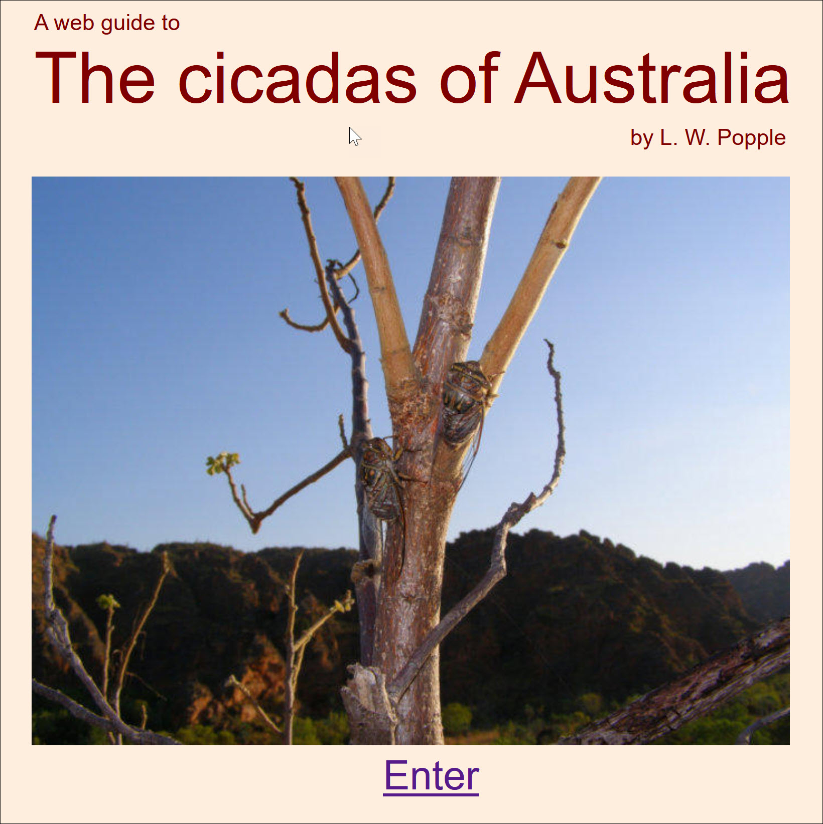 The cicadas of Australia website Book Cover