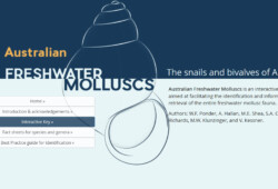 Australian Freshwater Molluscs