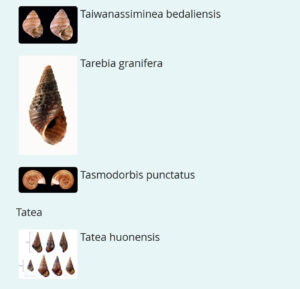 Australian Freshwater Molluscs