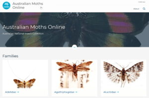 Australian Moths Online website