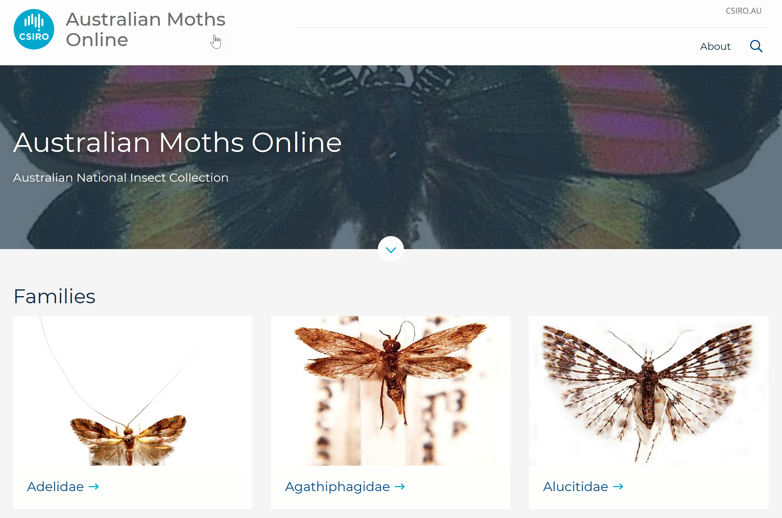 Australian Moths Online Book Cover