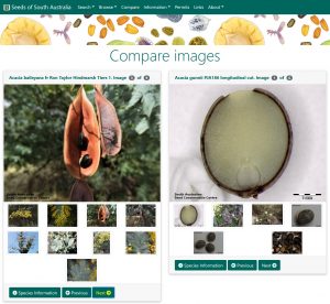 Seeds of South Australia website, compare images feature