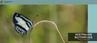 Australian Butterflies website