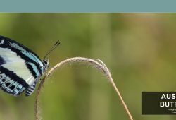 Australian Butterflies website