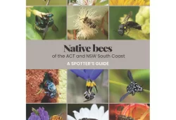 Native bees of the ACT and NSW South Coast - A Spotters Guide